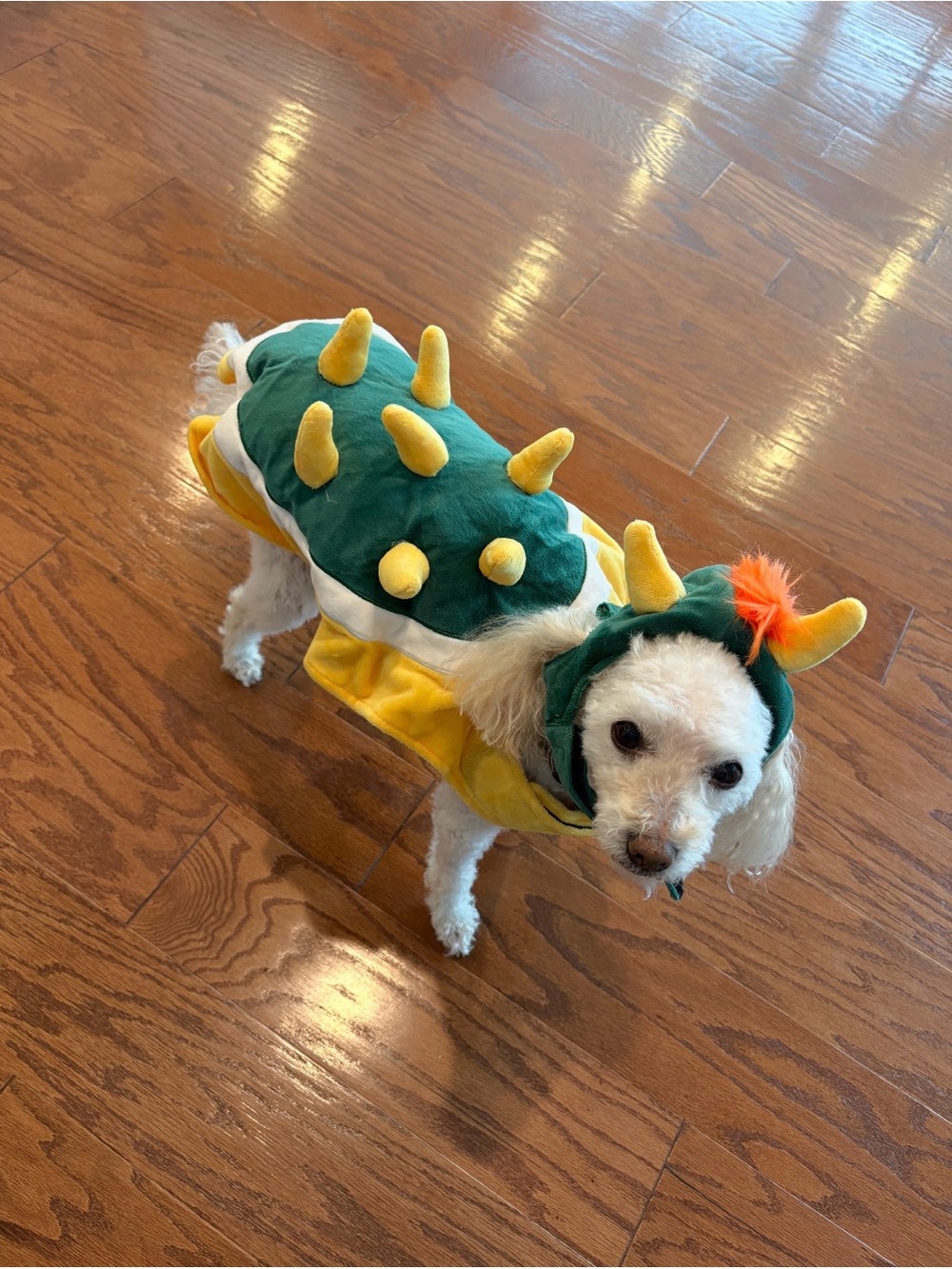 Bowser Dog Costume